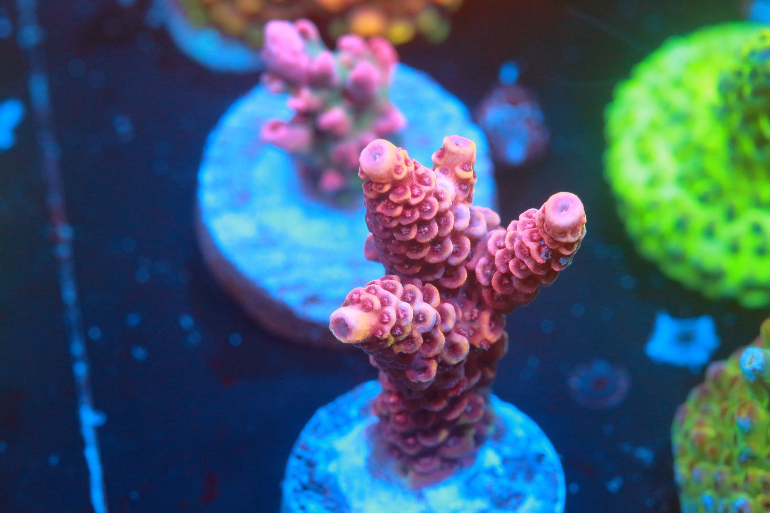 Torch Prostrata acropora WYSIWYG