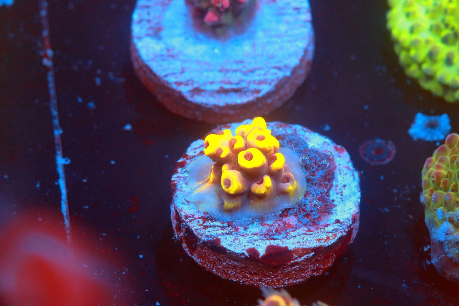Pikachu Nubbin WYSIWYG