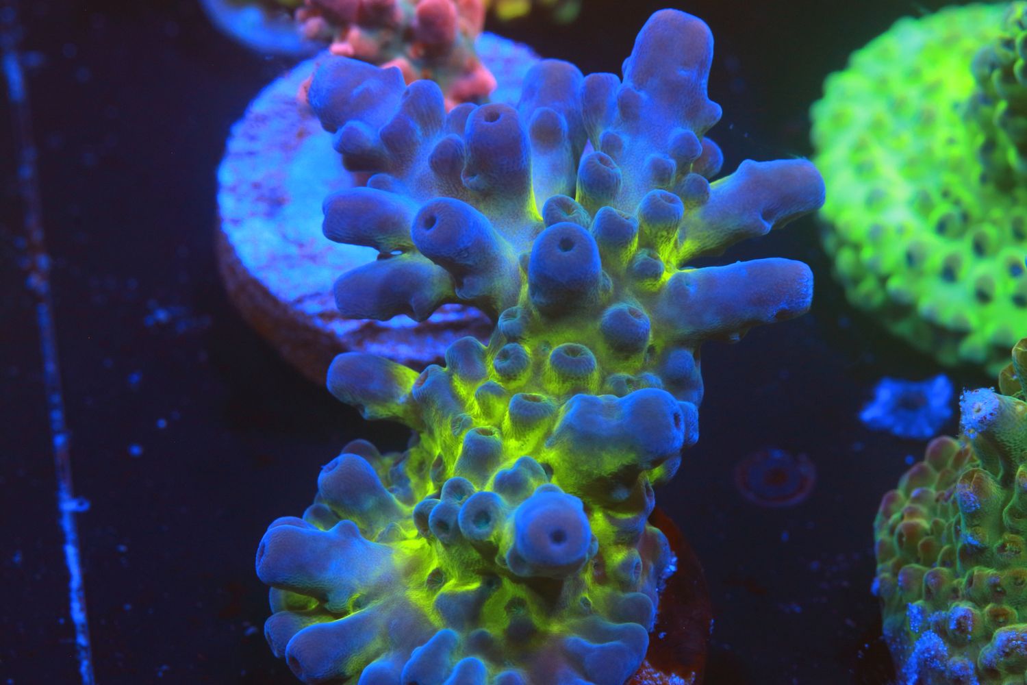 Miyagi Tort Large frag 10cms+