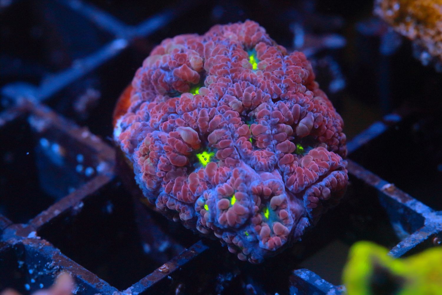Blastomussa Merletti Red/Greeny yellow oral disc WYSIWYG