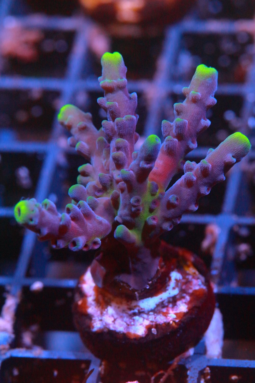 Yellow tip Austera WYSIWYG