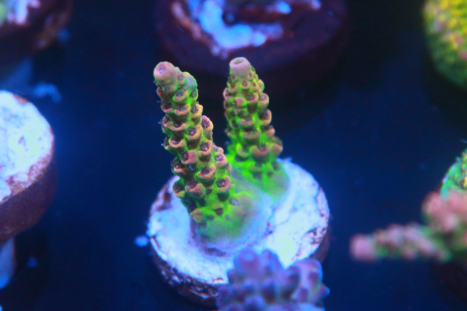 Narnia Acropora WYSIWYG