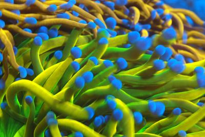 Euphyllia/Fimbriaphyllia
