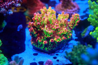 Acropora