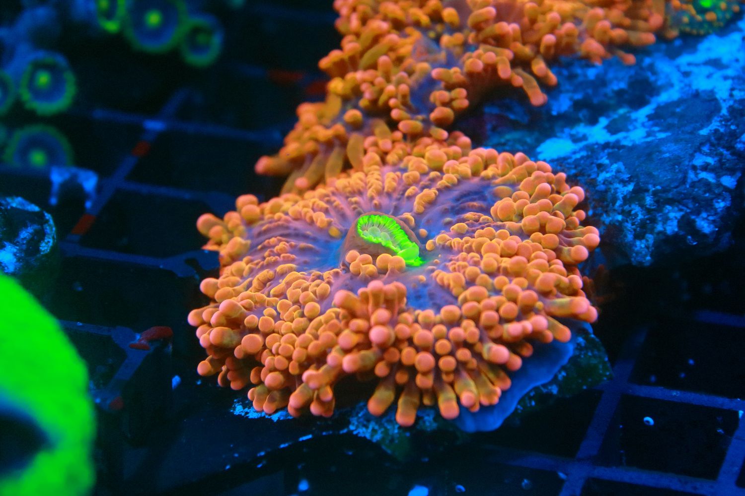 Orange Ricordea Yuma
