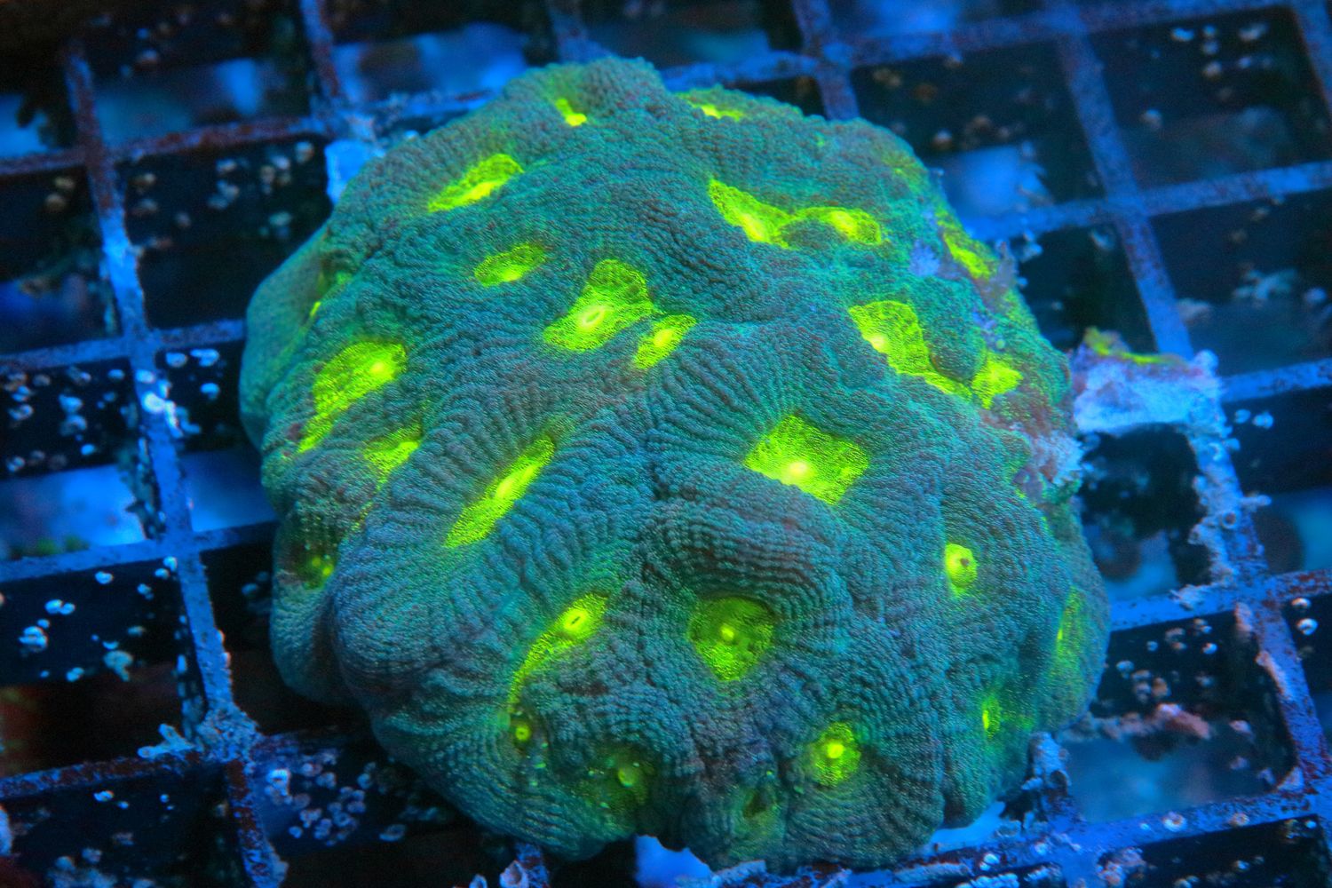 Two tone Green Favia  colony WYSIWYG