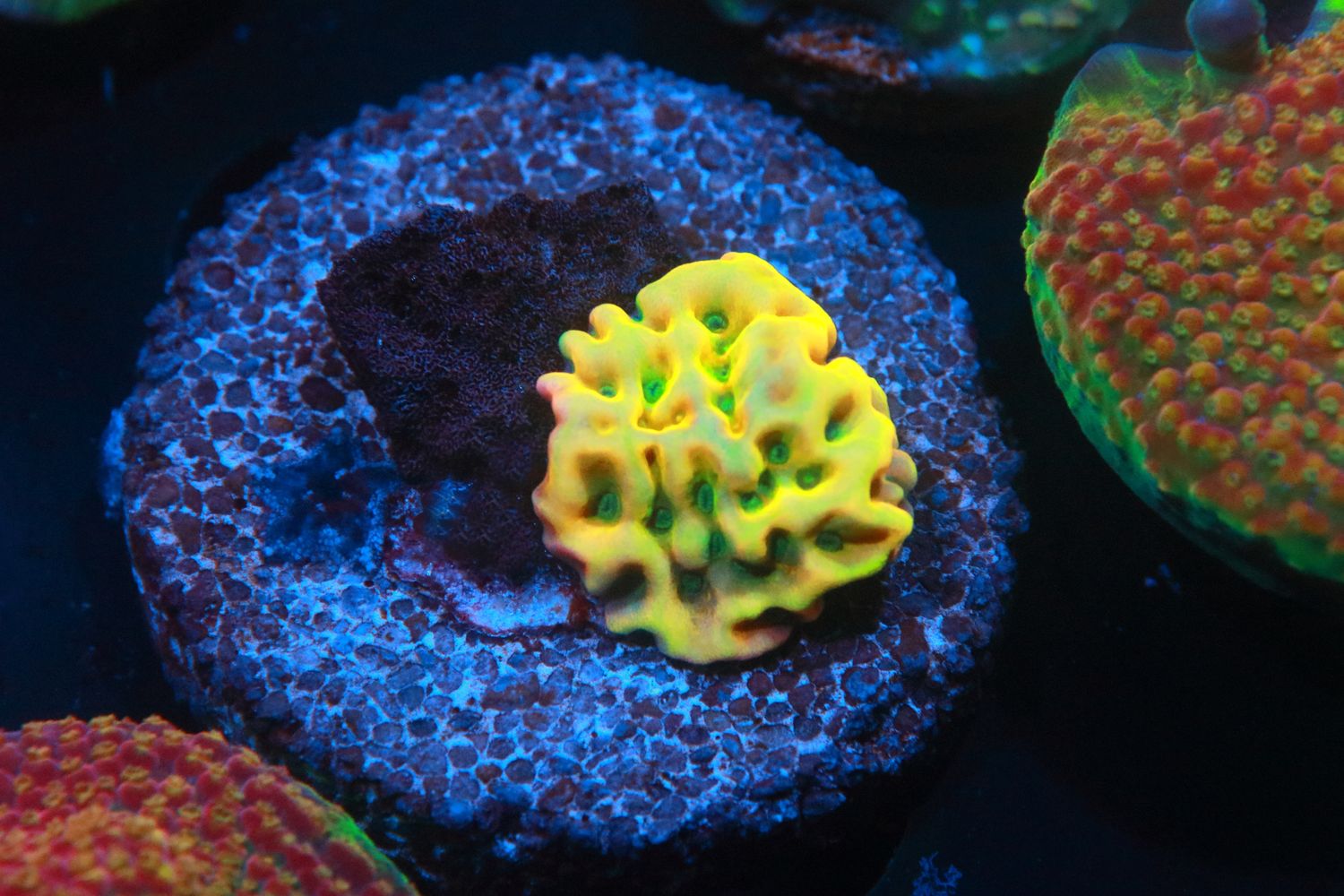 Kung Pow Montipora Nubbin WYSIWYG