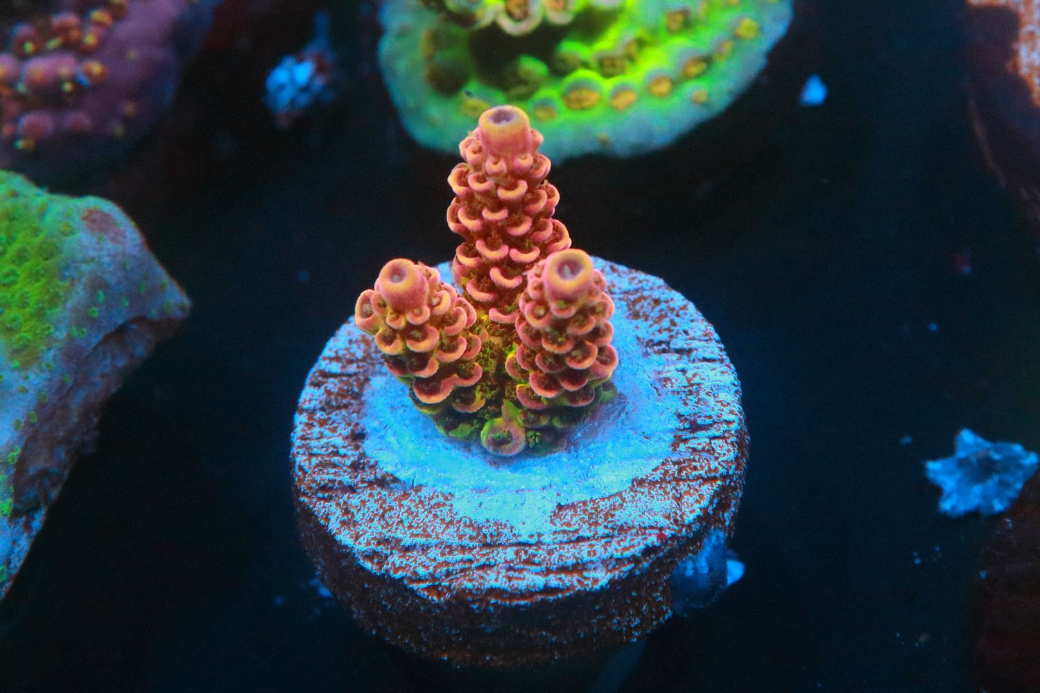 Frag Farm's special Hyacinthus WYSIWYG