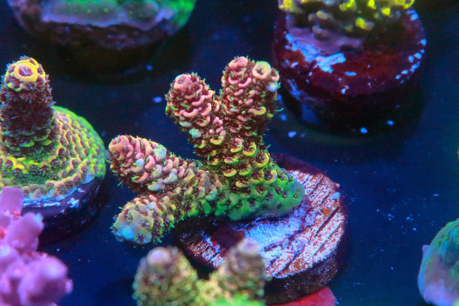Interesting Rainbow Milli
