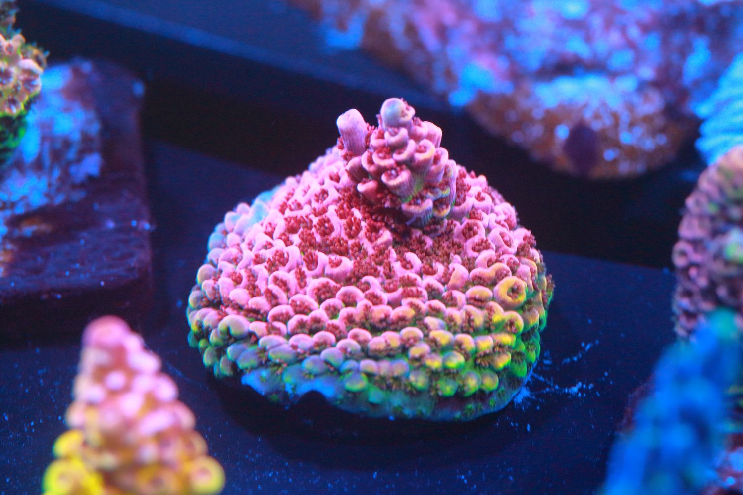 Fruity Pebbles Acro WYSIWYG