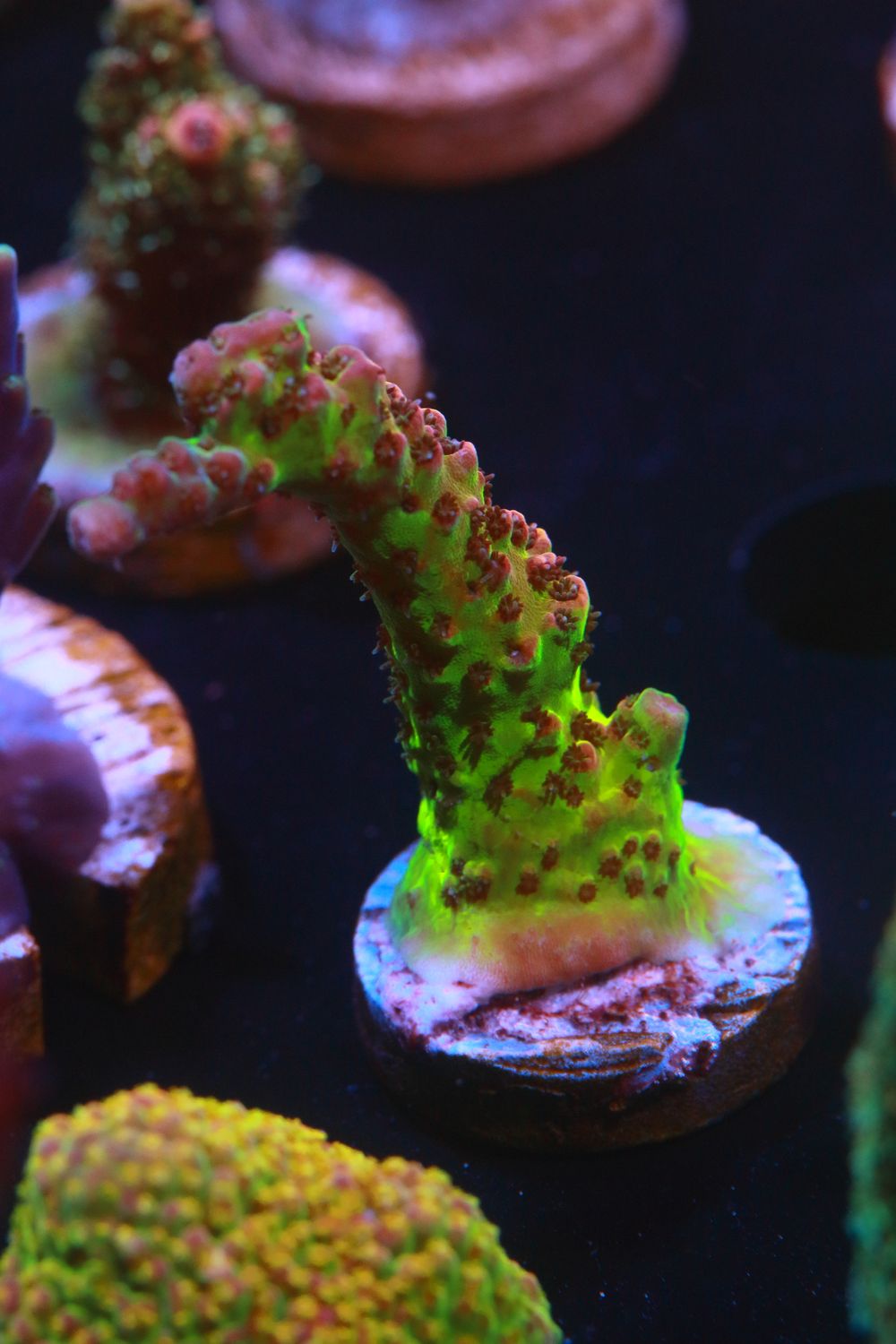 Narnia Acropora WYSIWYG