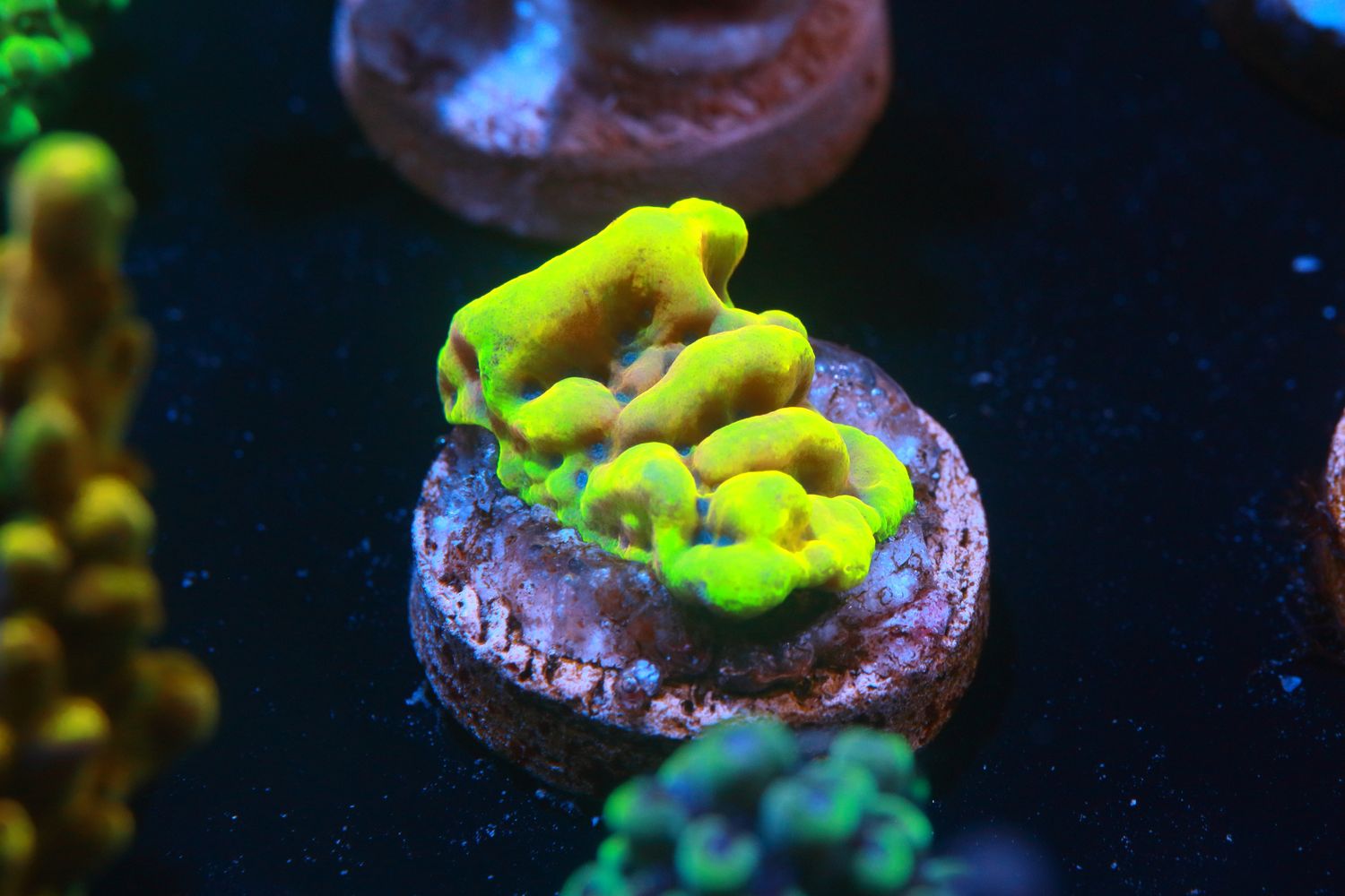 Crazy T Montipora Small