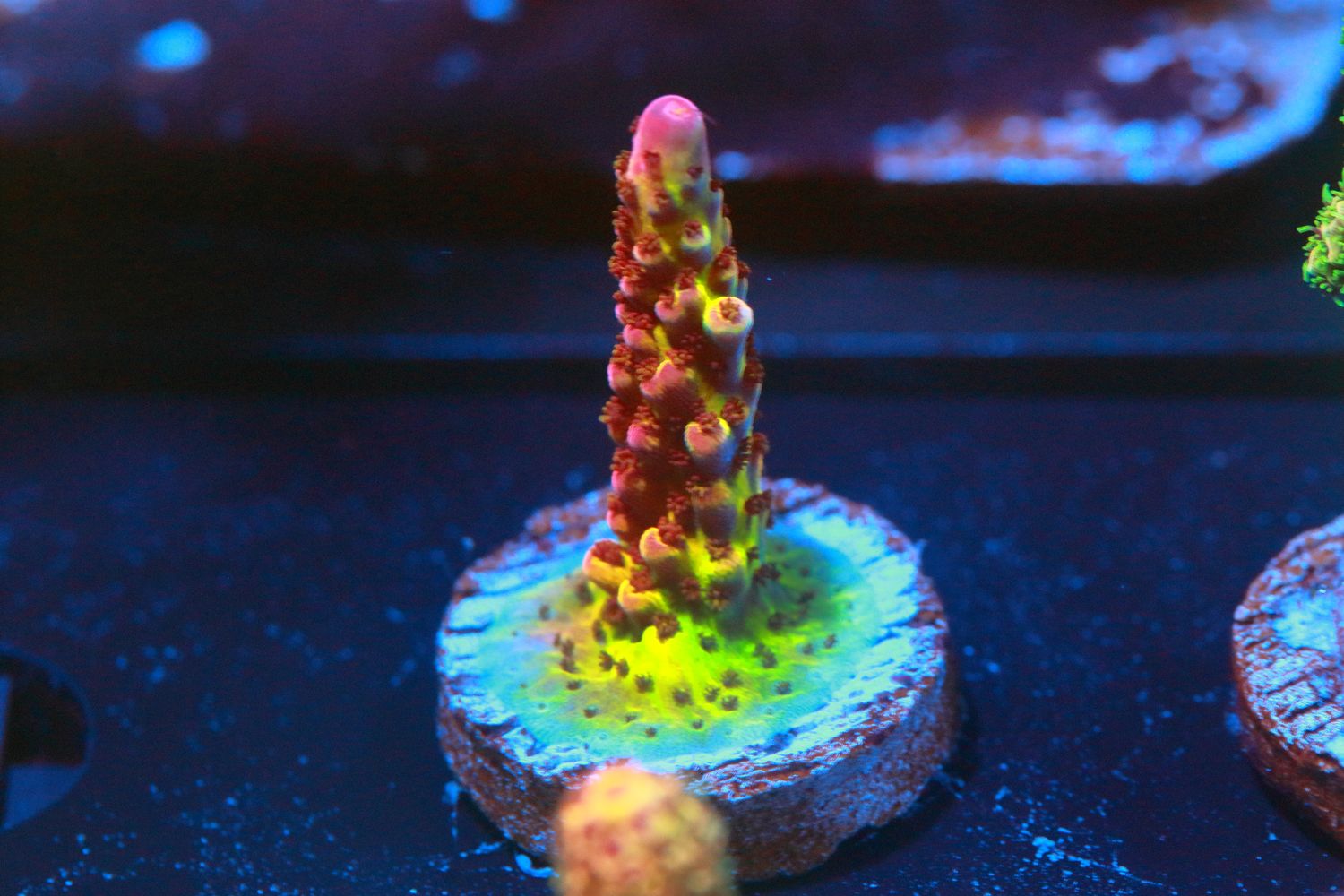 PC Rainbow Acropora WYSIWYG