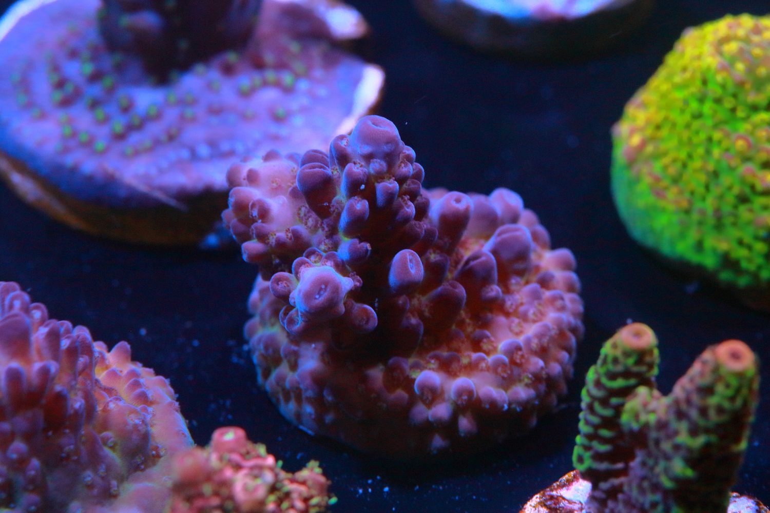 Special Blue Gemmifera WYSIWYG