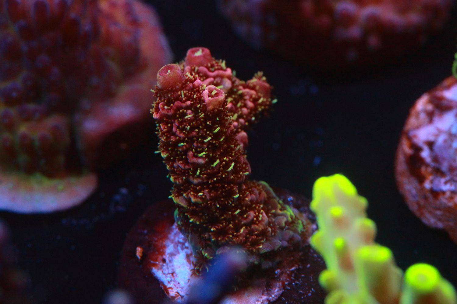 Red Milli, green polyps
