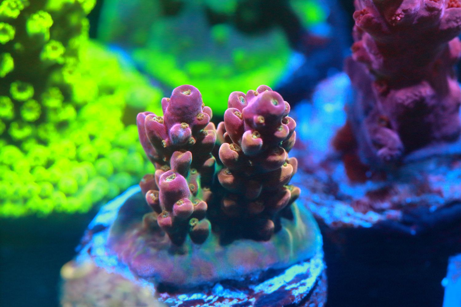 Rainbow Divaricata WYSIWYG