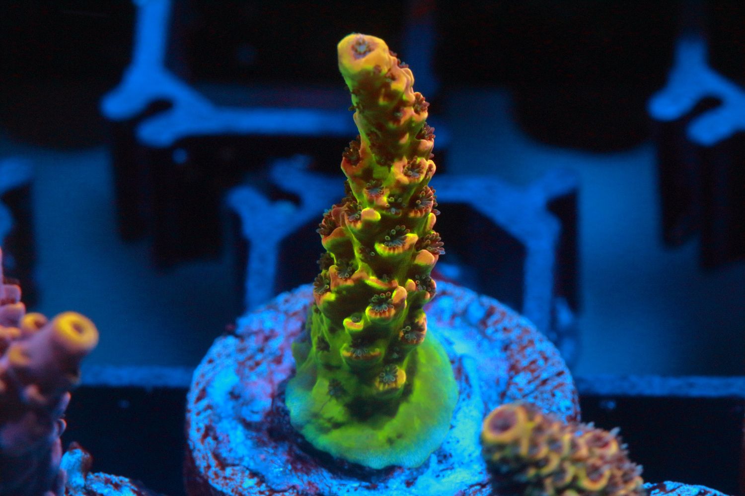 Narnia Acropora WYSIWYG