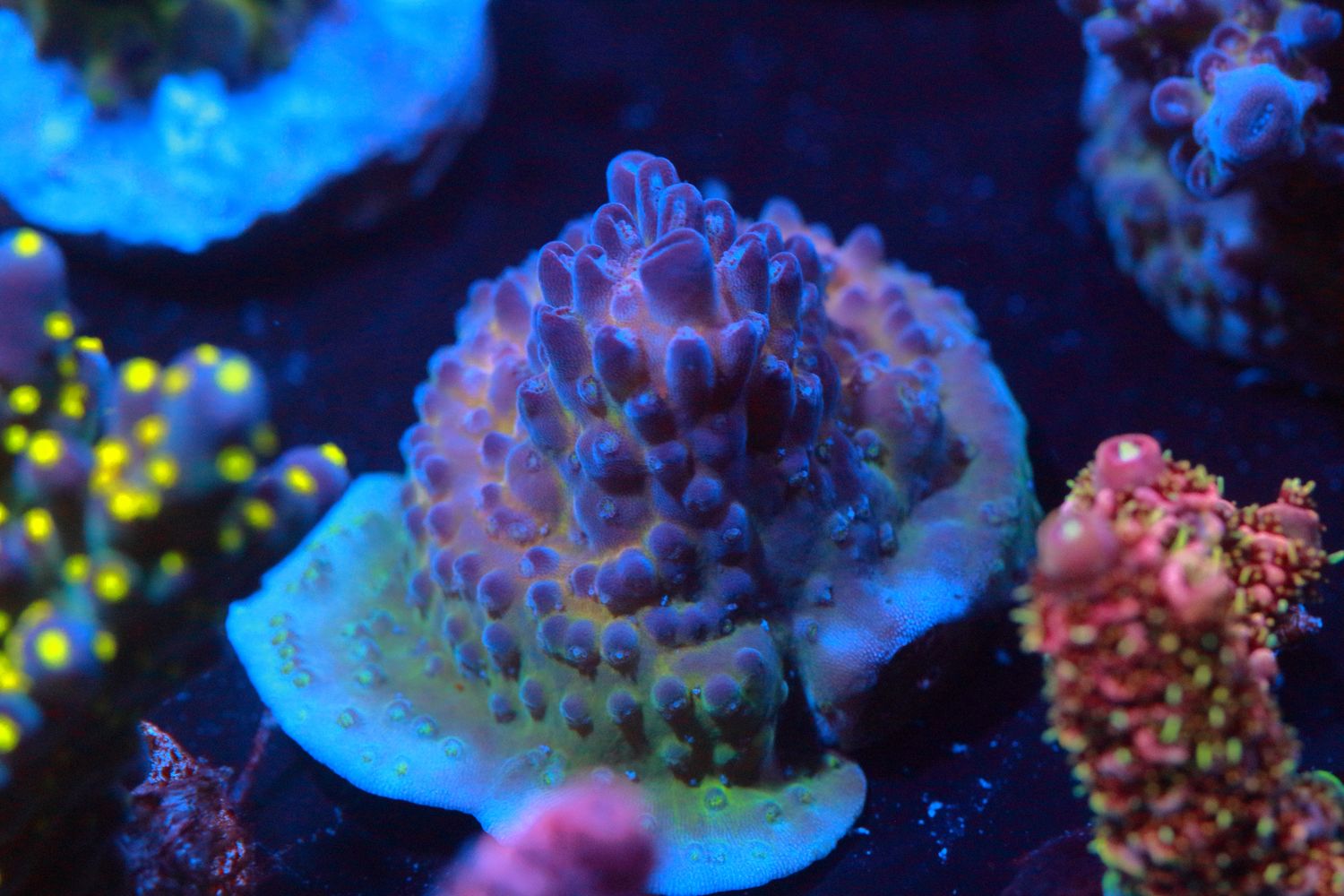Special Blue Gemmifera WYSIWYG