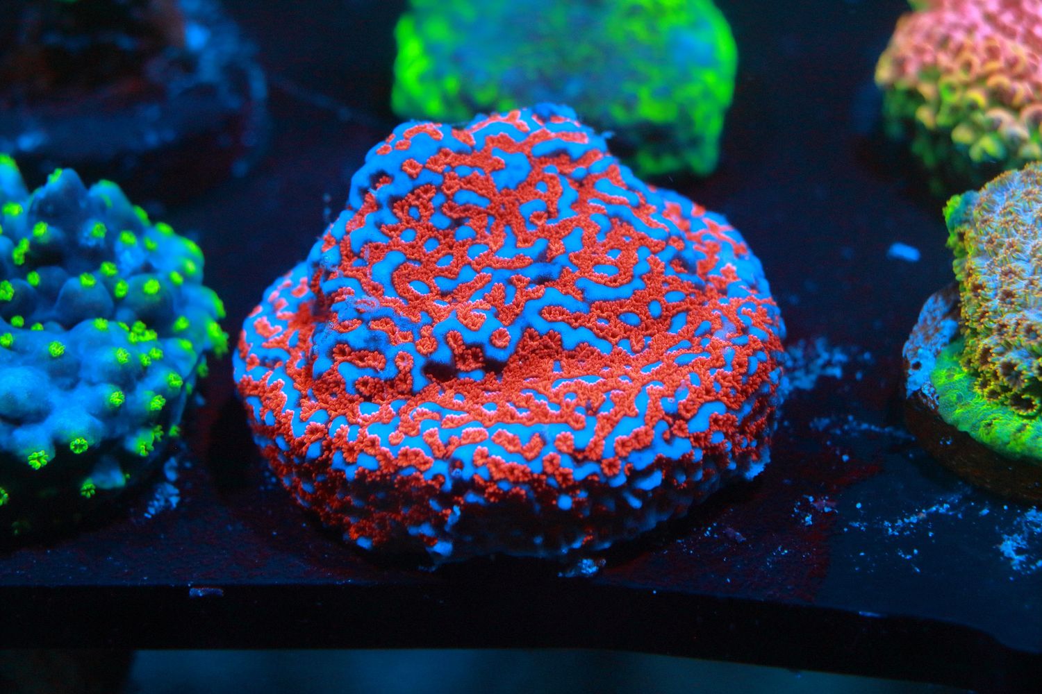 Ultimate Superman Montipora WYSIWYG