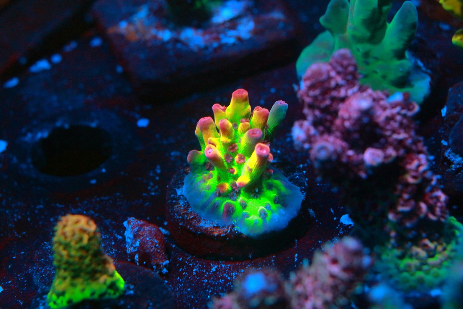 Cactus Pete OMFG Acropora WYSIWYG