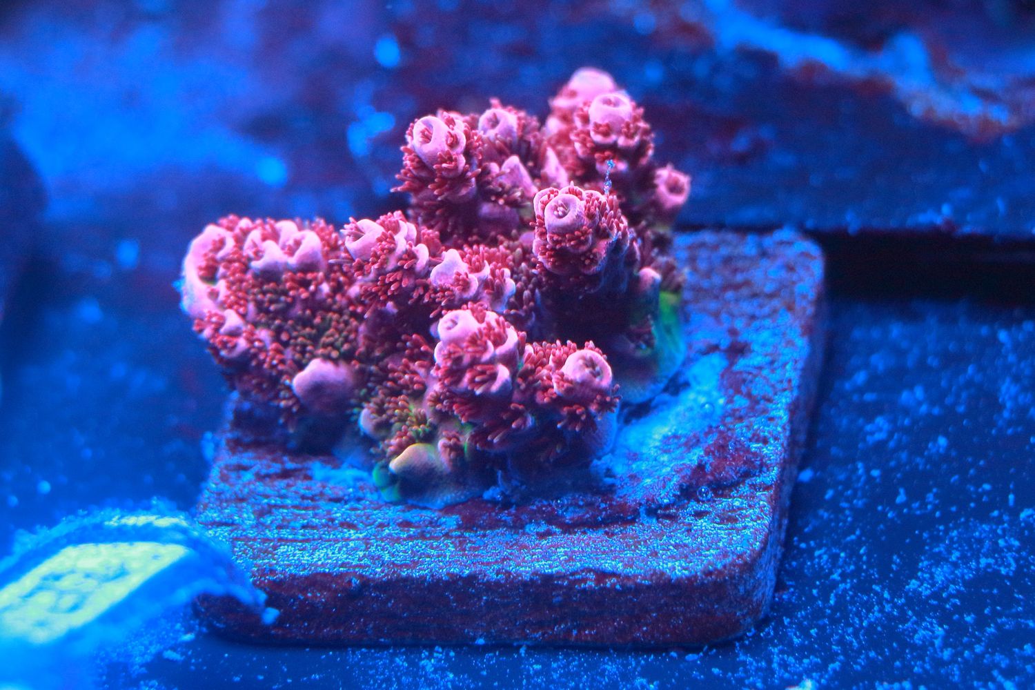 Fruity Pebbles acro WYSIWYG
