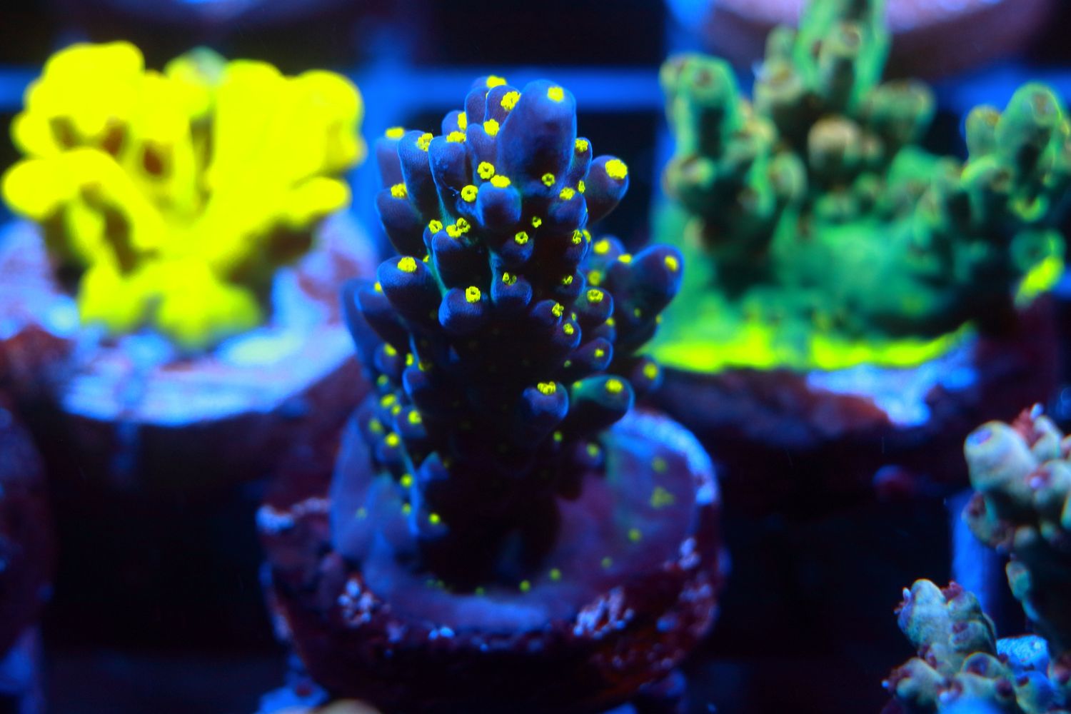 Bonsai Acropora WYSIWYG