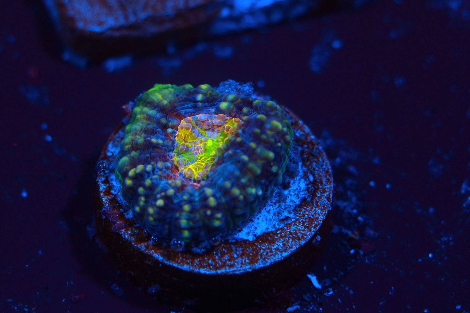 Supernova Echinata (Acanthastrea)  Single polyp WYSIWYG