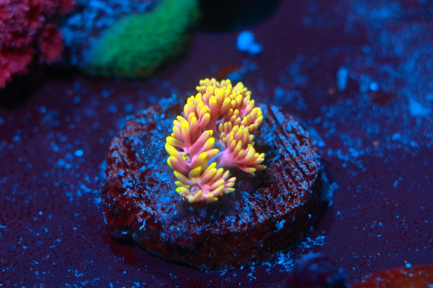 Purple and gold Goni - Tiny WYSIWYG