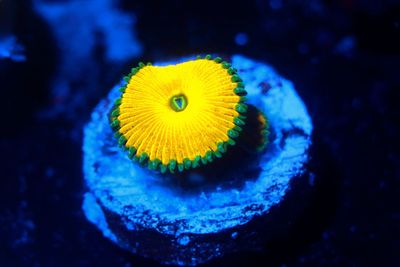Zoanthids/Palythoa
