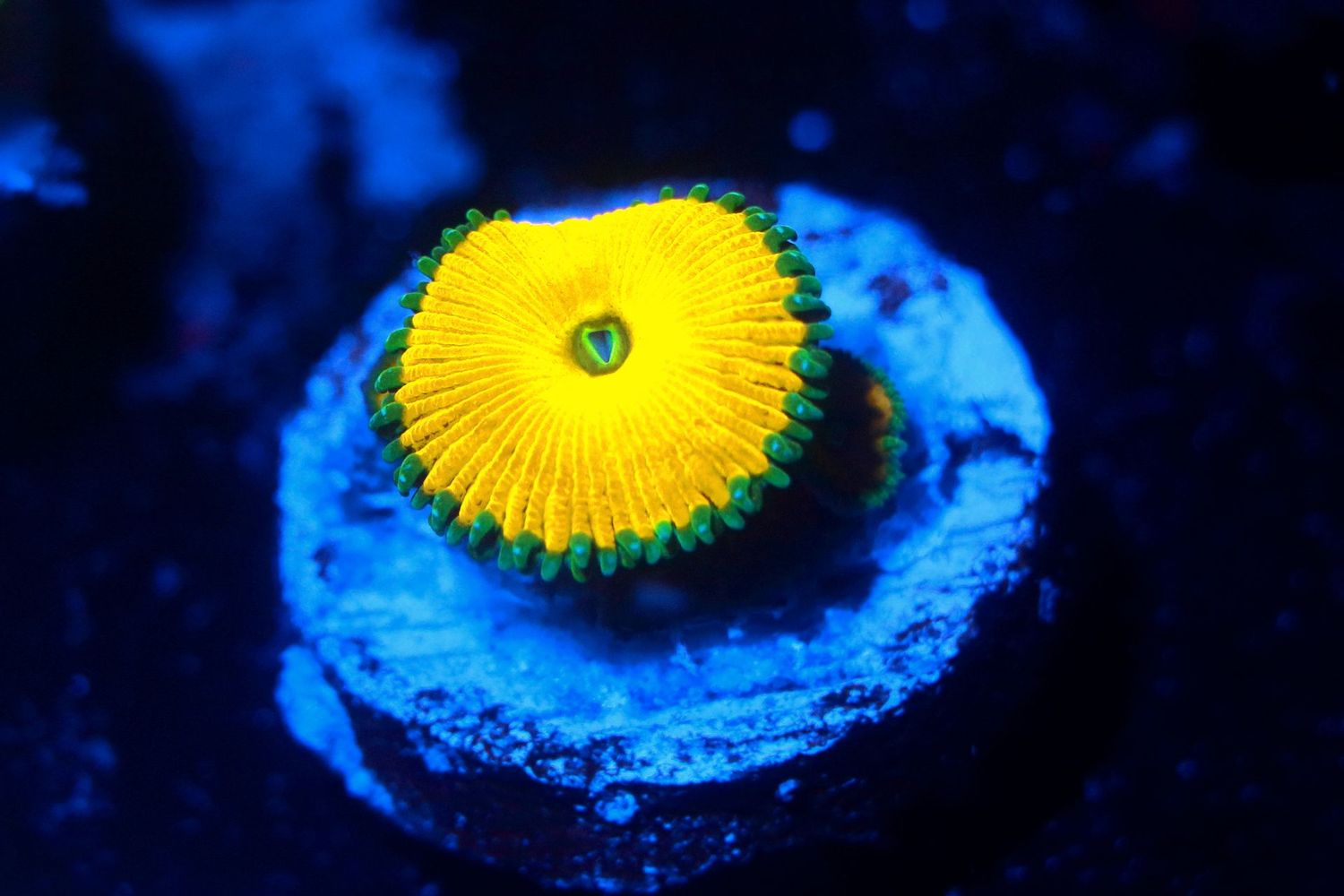 Nuclear Death Palythoas, No of Polyps: Single Polyp