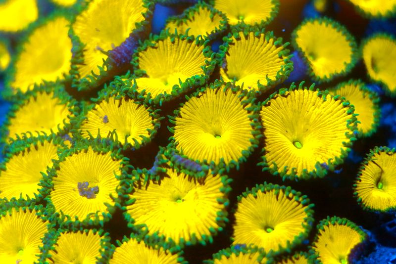 Nuclear Death Palythoas