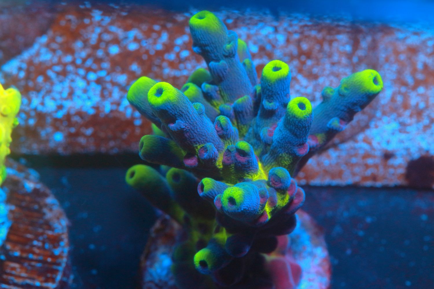 Blue w/Yellow Tip Acro WYSIWYG