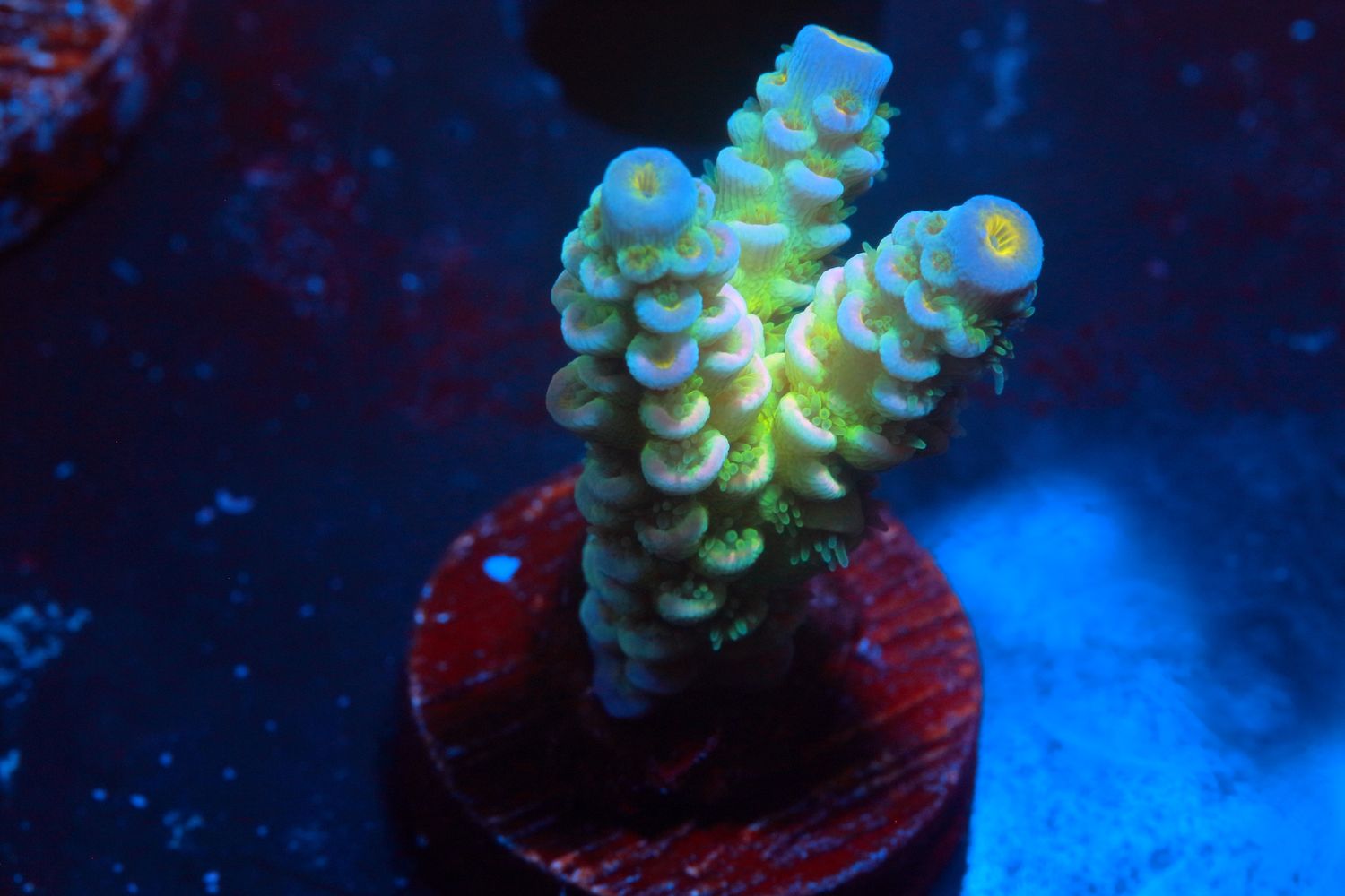 Rainbow Tenuis (Bifaria)