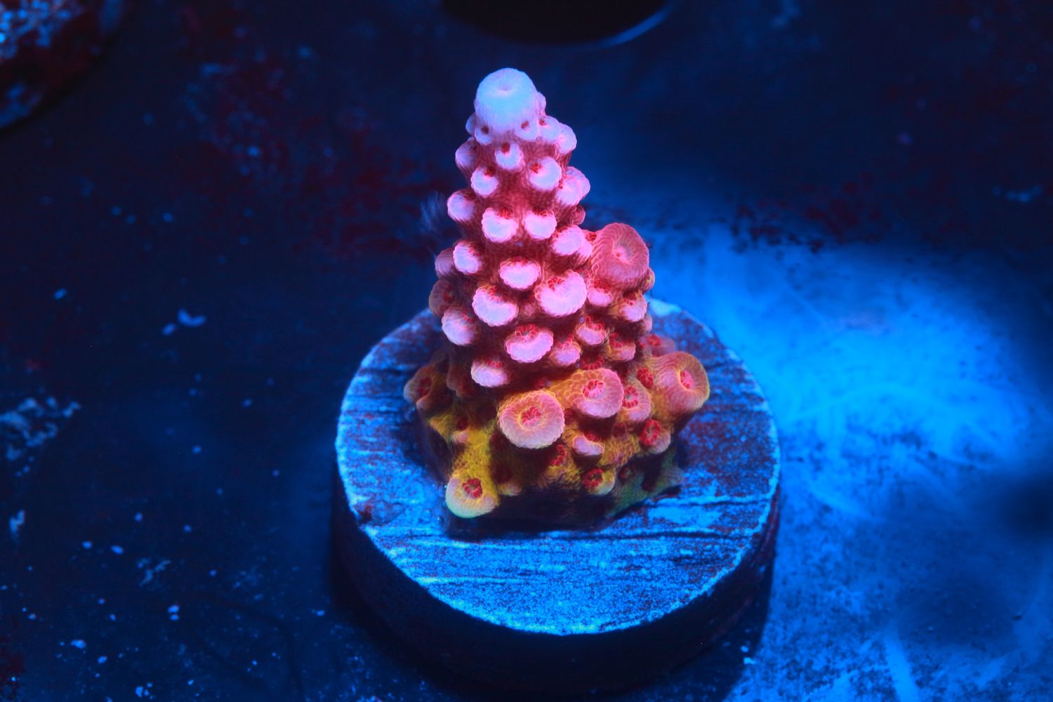 Sourberry Acropora WYSIWYG