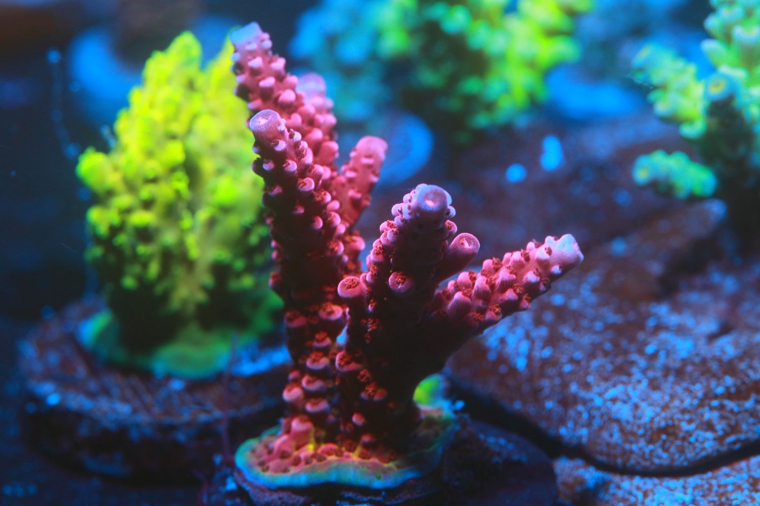 PC Rainbow Acropora Large frag WYSIWYG