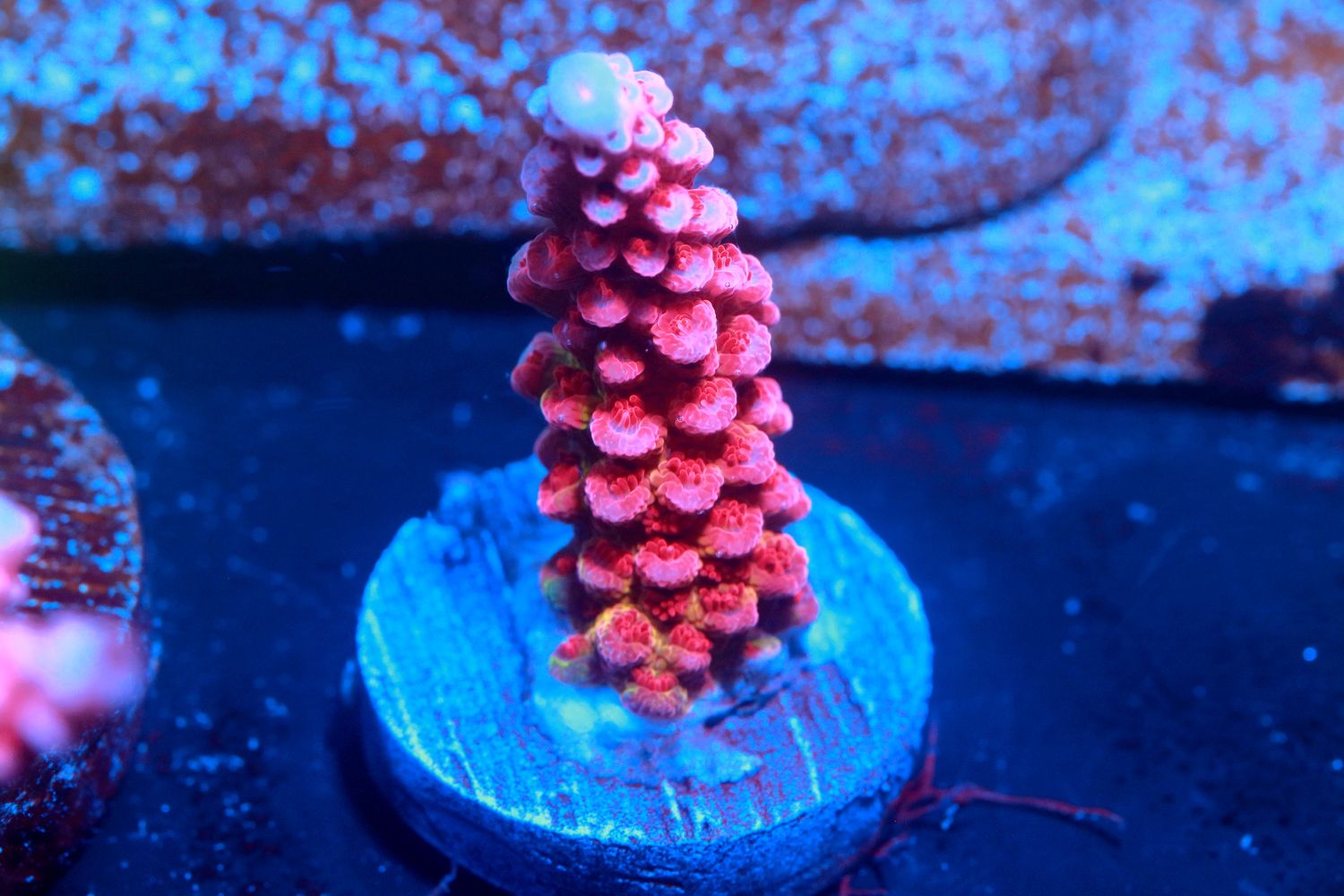 PC Rainbow Acropora Small