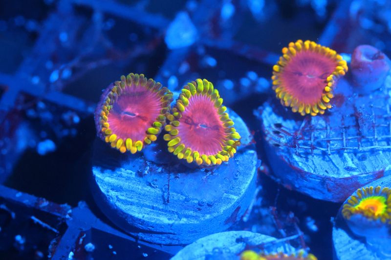 Pink Diamond Zoas