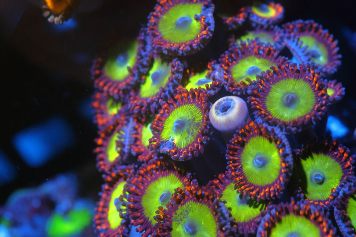 Candy Apple Red Zoas