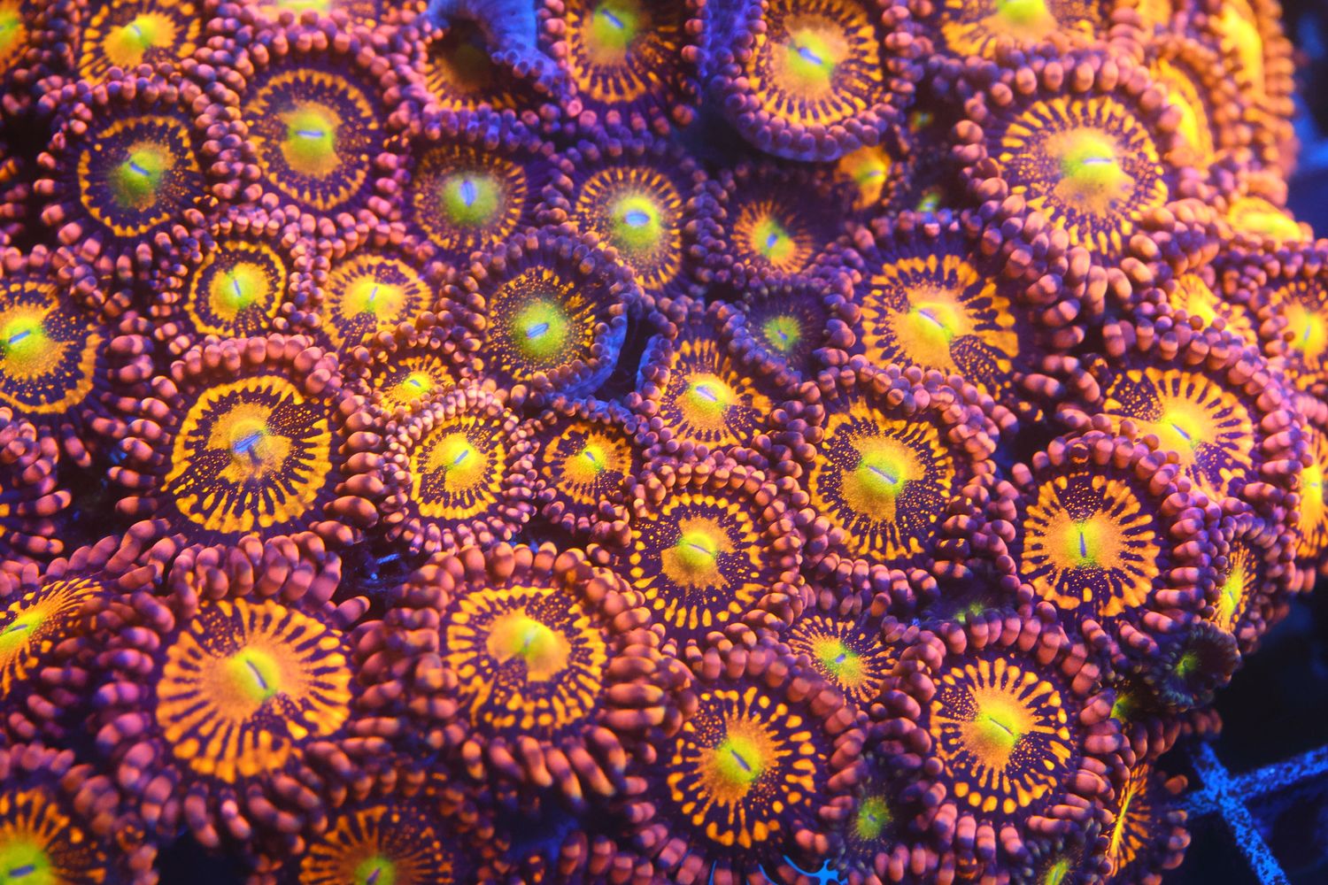 Alien Anti Venom Zoas