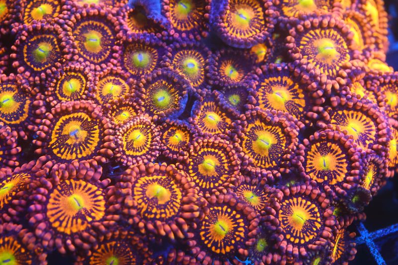 Alien Anti Venom Zoas