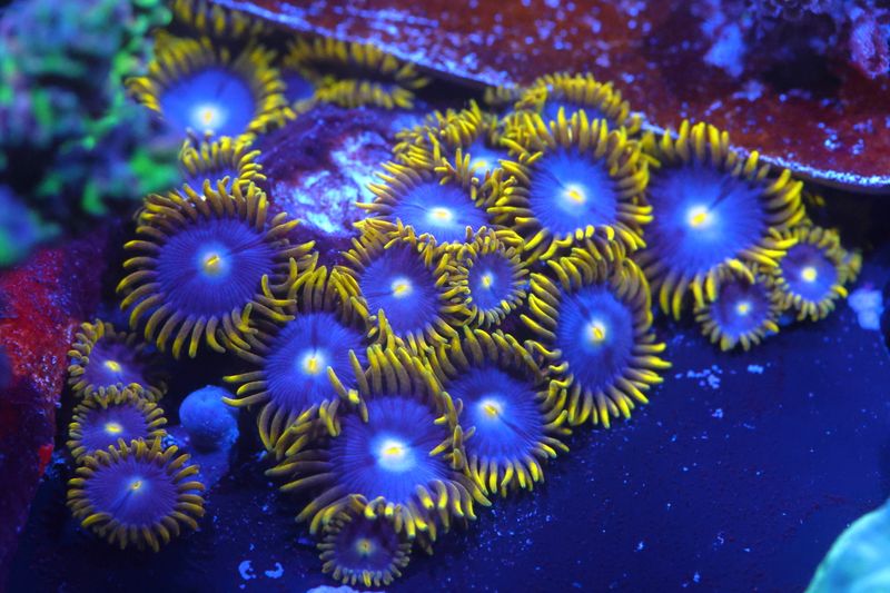 Blue Steel Zoas