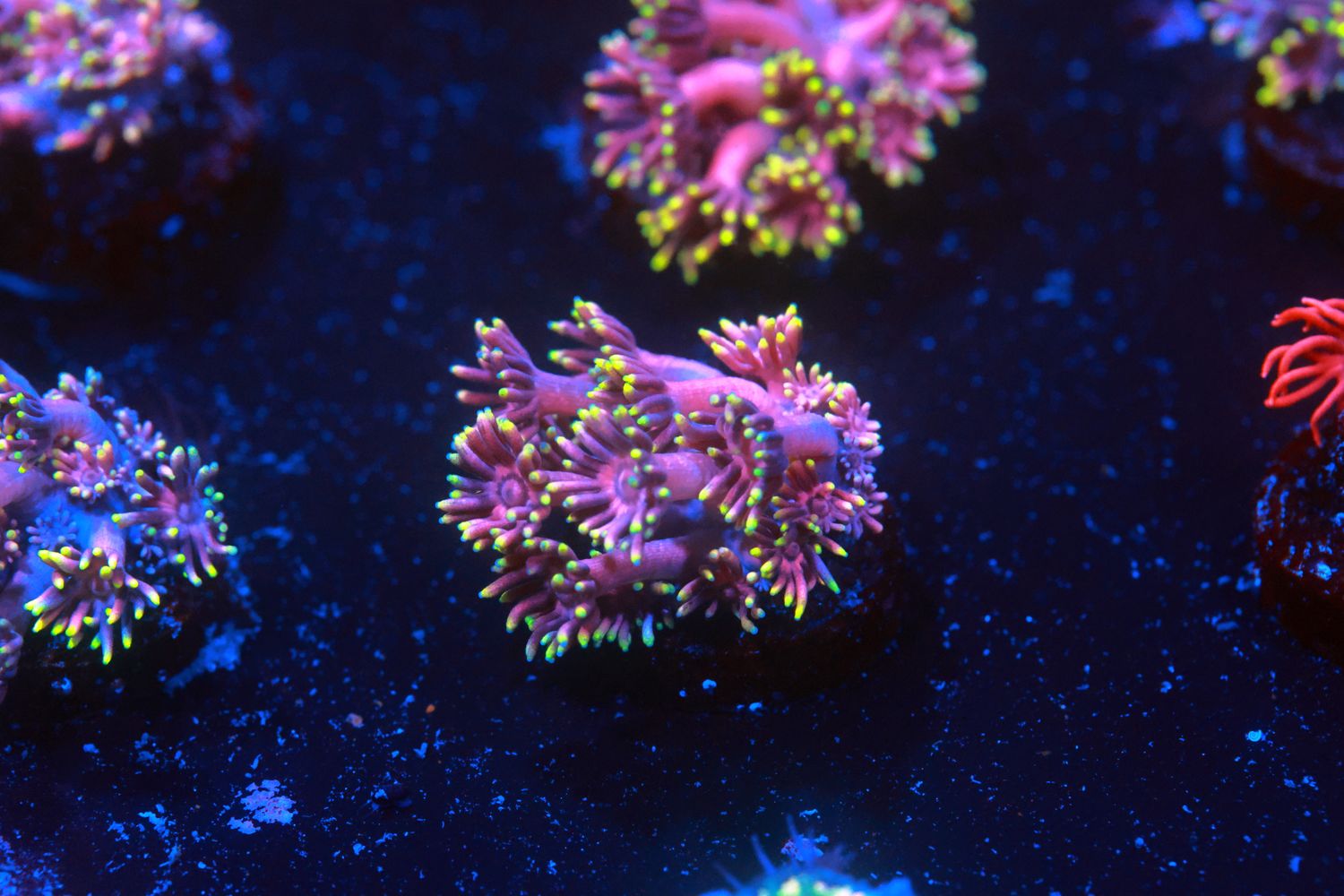 Cosmos Goniopora Small