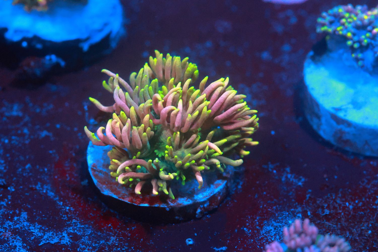 Rainbow Goniopora - Small