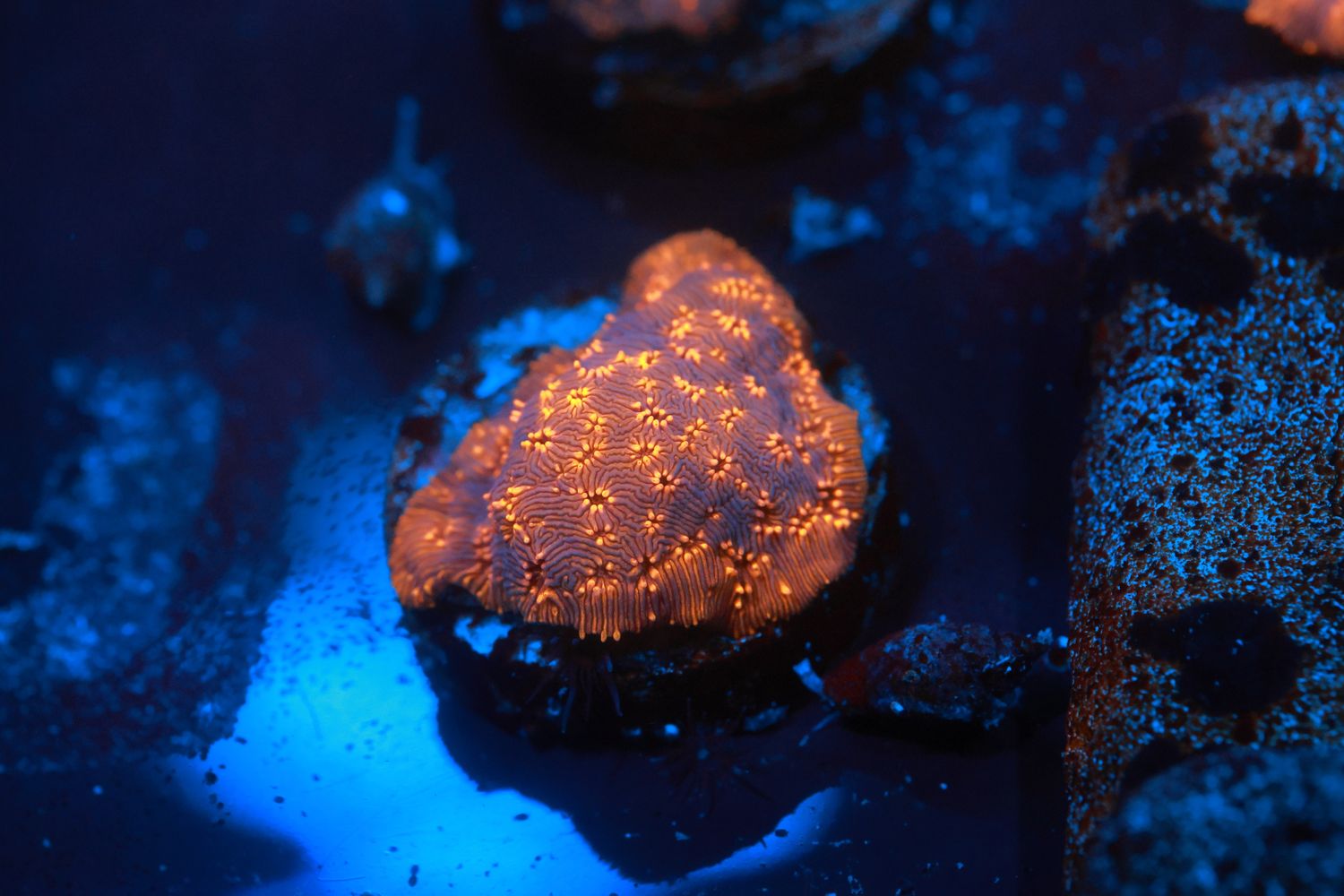 Pavona Madivensis - Small