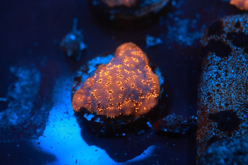 Pavona Madivensis - Small