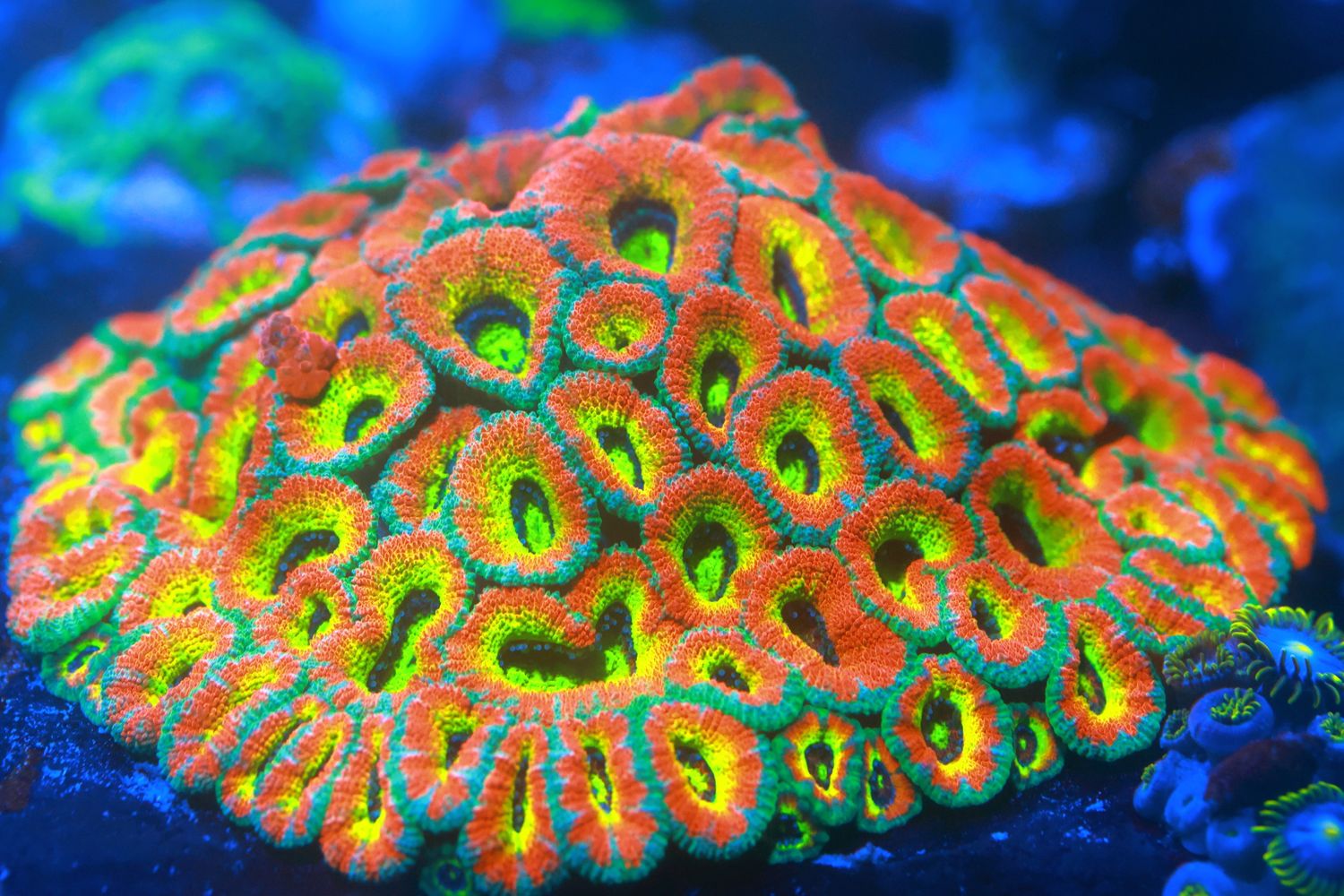 Holy Grail Micromussa **PRE-ORDER**
