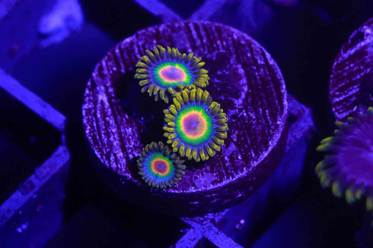 Rasta Zoas