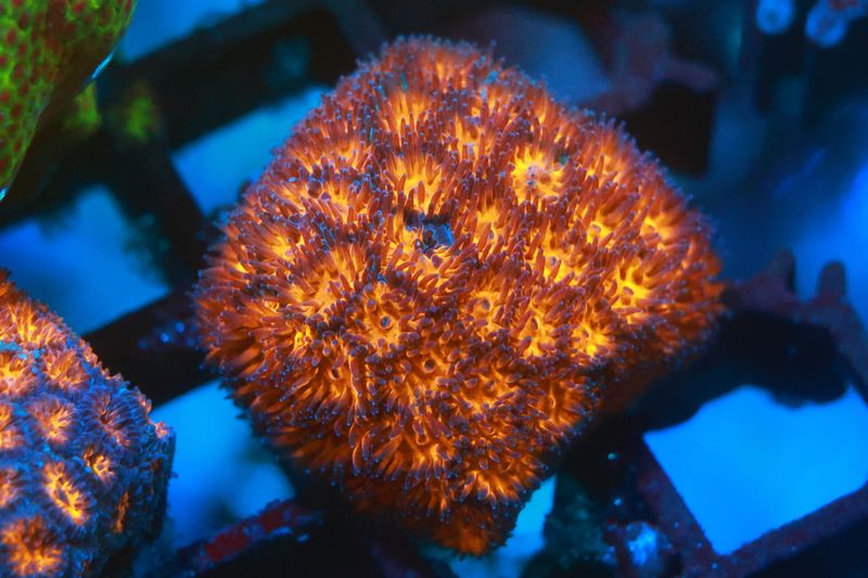 Burning Ember Leptastrea