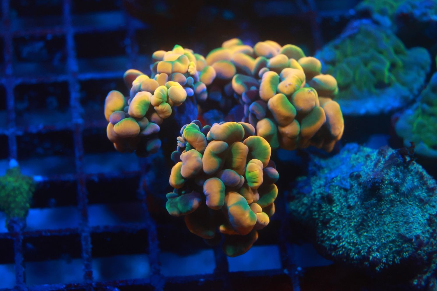 Yellow Rainbow Hammer - Double head