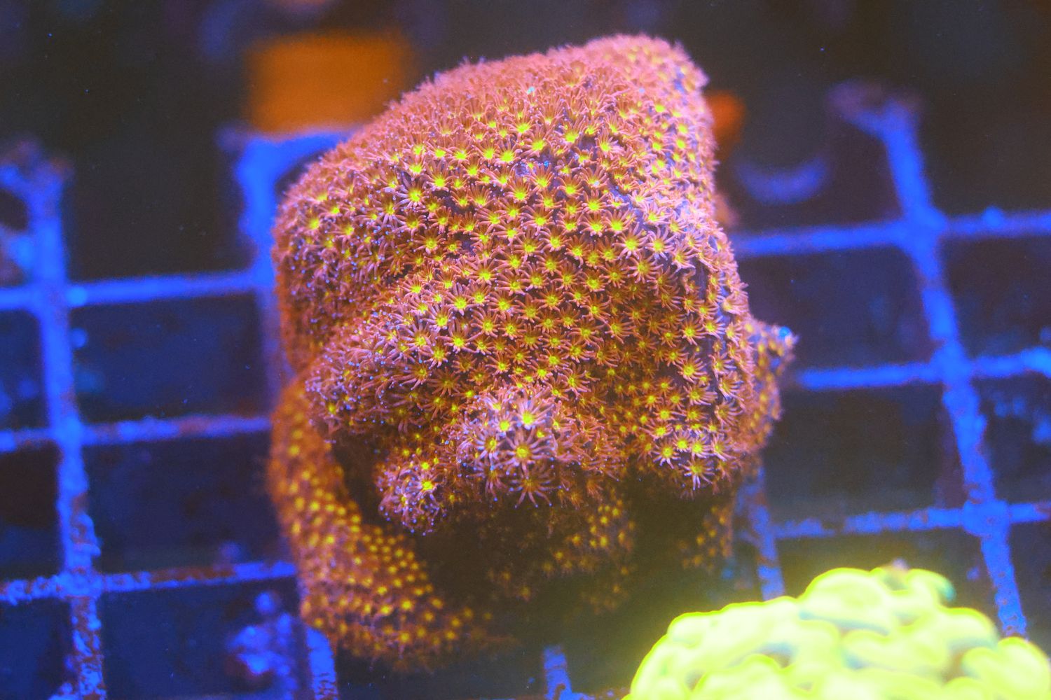 Firestorm Stylocoeniella Large WYSIWYG